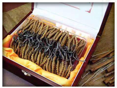 义安冬虫夏草回收